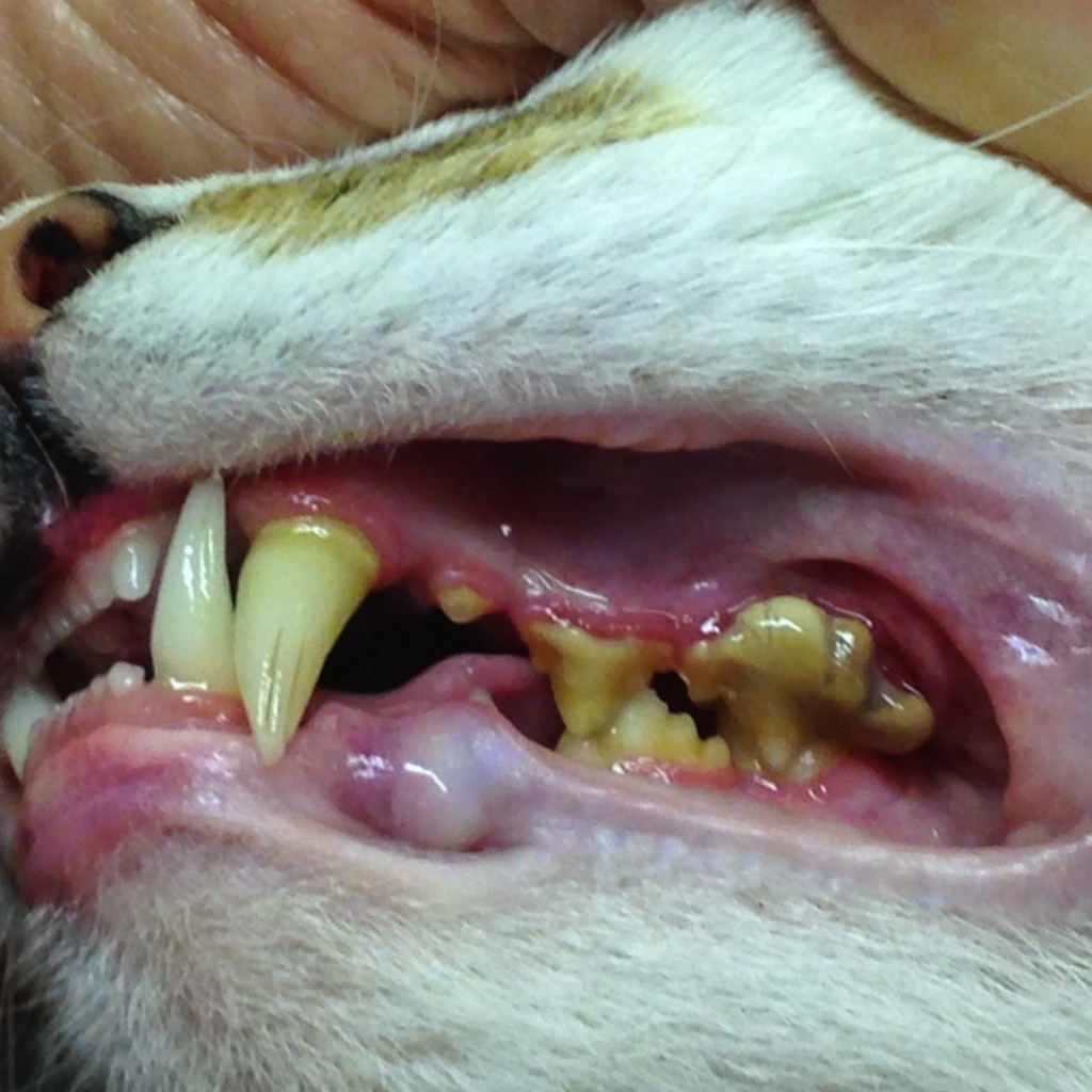 Tártaro dentário – O seu animal tem um hálito estranho?