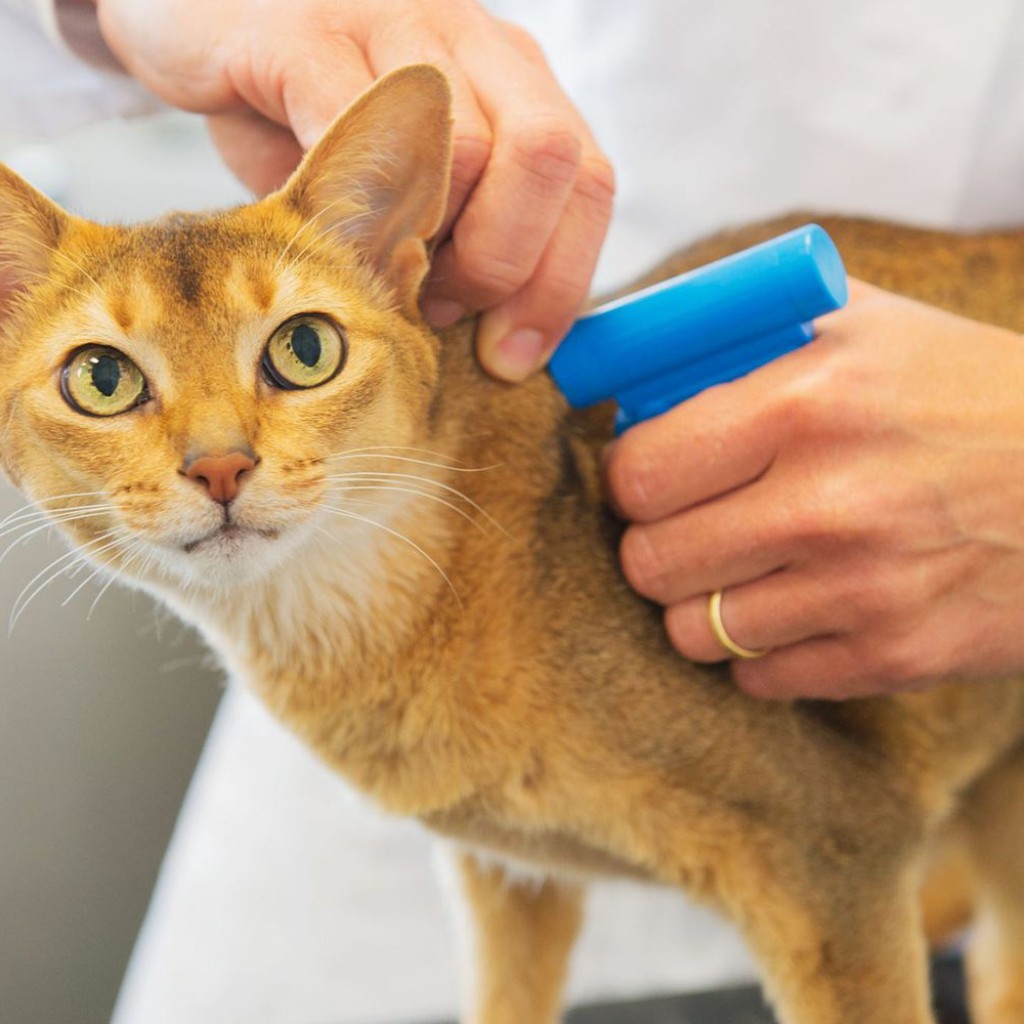 Microchip – É obrigatório?