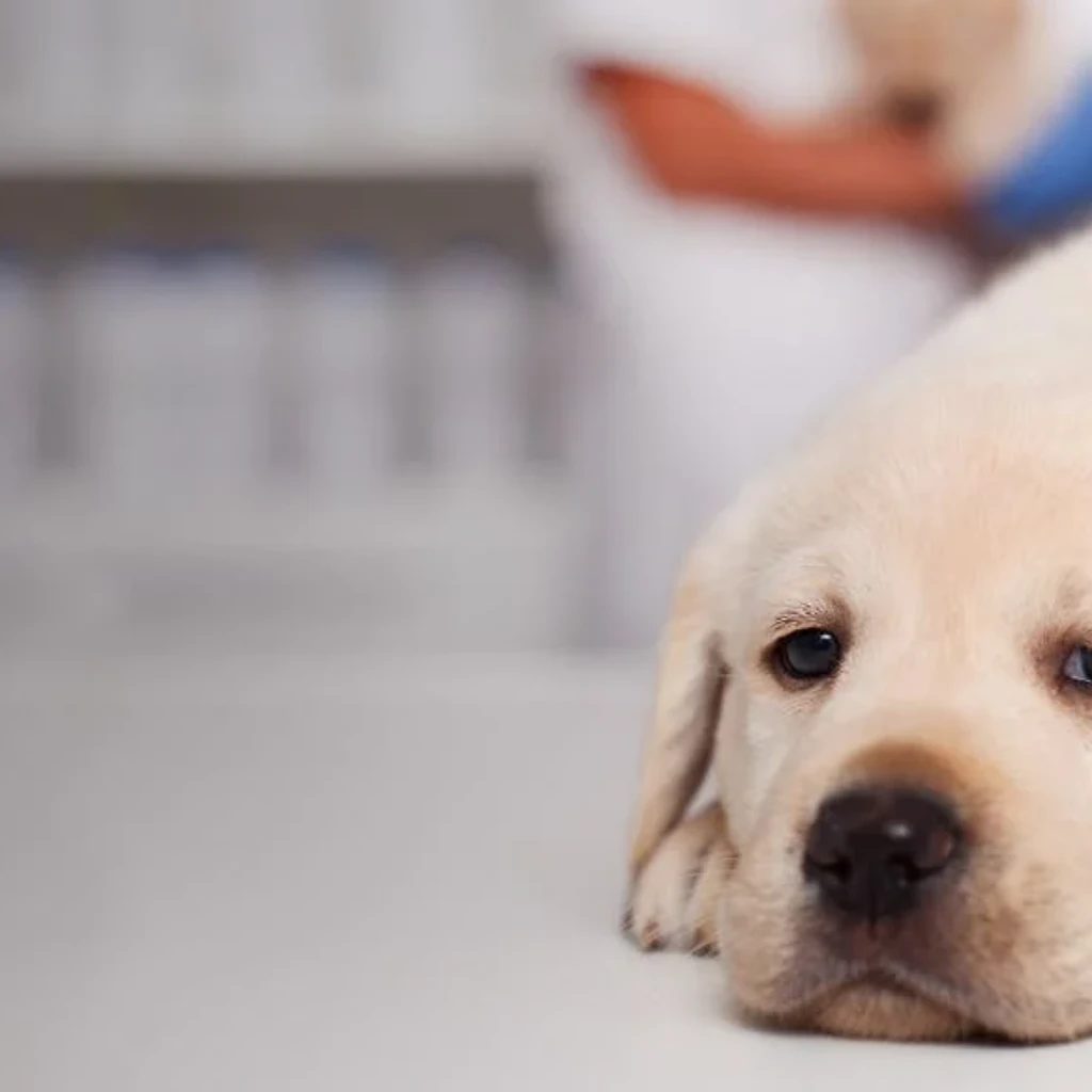 Esgana em Cães