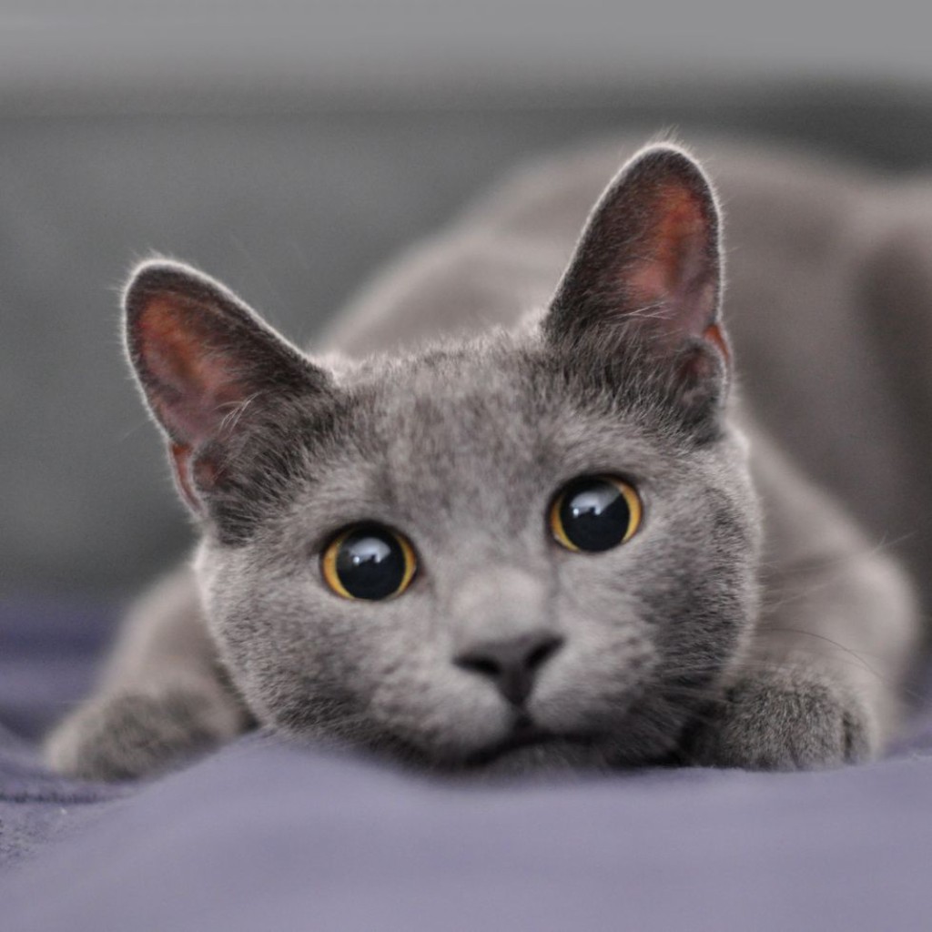 Linfoma felino