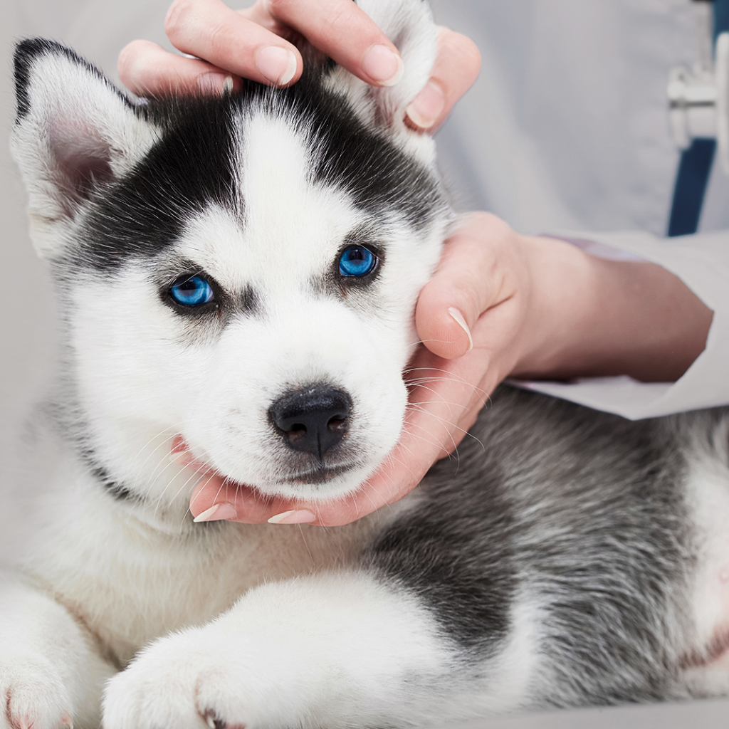 Leishmaniose Canina