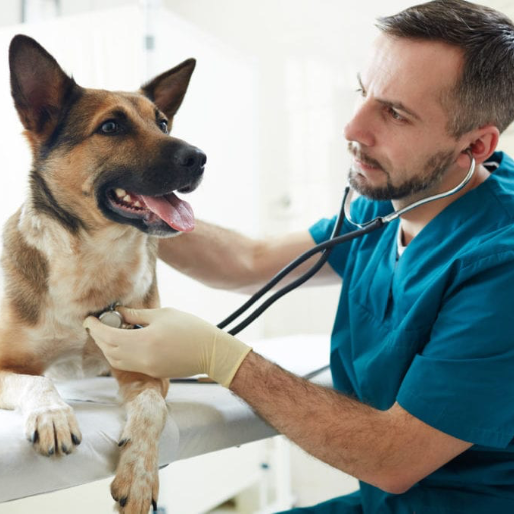 Check Up Veterinário? O que é?